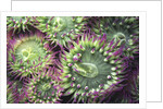 Pink-tipped Surf Anemones, Dodd Narrows, Southern Gulf Islands, Vancouver Island, British Columbia, Canada. by Anonymous