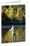 Flyfisherman and Fall Reflections, Bulkley River,Smithers, British Columbia, Canada. by Anonymous