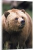 Grizzly Bear (Ursus Arctos), Glendale Cove, Knight Inlet, British Columbia, Canada. by Anonymous