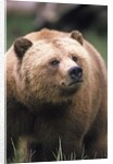 Grizzly Bear (Ursus Arctos), Glendale Cove, Knight Inlet, British Columbia, Canada. by Anonymous
