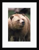 Grizzly Bear (Ursus Arctos), Glendale Cove, Knight Inlet, British Columbia, Canada. by Anonymous