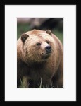 Grizzly Bear (Ursus Arctos), Glendale Cove, Knight Inlet, British Columbia, Canada. by Anonymous