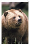 Grizzly Bear (Ursus Arctos), Glendale Cove, Knight Inlet, British Columbia, Canada. by Anonymous
