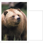 Grizzly Bear (Ursus Arctos), Glendale Cove, Knight Inlet, British Columbia, Canada. by Anonymous