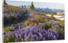 Summer flowers and Tatoosh Mountains, Paradise, Mount Rainier National Park, Washington State by Anonymous