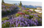 Summer flowers and Tatoosh Mountains, Paradise, Mount Rainier National Park, Washington State by Anonymous