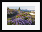 Summer flowers and Tatoosh Mountains, Paradise, Mount Rainier National Park, Washington State by Anonymous