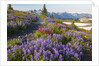 Summer flowers and Tatoosh Mountains, Paradise, Mount Rainier National Park, Washington State by Anonymous