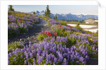 Summer flowers and Tatoosh Mountains, Paradise, Mount Rainier National Park, Washington State by Anonymous