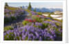 Summer flowers and Tatoosh Mountains, Paradise, Mount Rainier National Park, Washington State by Anonymous