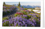 Summer flowers and Tatoosh Mountains, Paradise, Mount Rainier National Park, Washington State by Anonymous