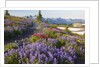 Summer flowers and Tatoosh Mountains, Paradise, Mount Rainier National Park, Washington State by Anonymous