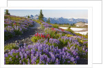 Summer flowers and Tatoosh Mountains, Paradise, Mount Rainier National Park, Washington State by Anonymous
