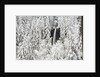North Falls surrounded by snow-covered trees by Anonymous