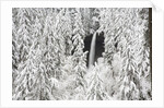 North Falls surrounded by snow-covered trees by Anonymous