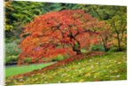 Japanese Maple in garden by Anonymous