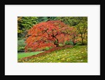 Japanese Maple in garden by Anonymous