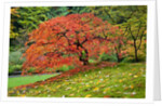 Japanese Maple in garden by Anonymous