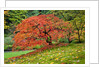 Japanese Maple in garden by Anonymous