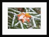 Snow colored maple leaf on a pine branch, Mount Hood, Oregon by Anonymous