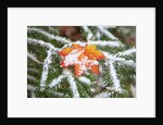 Snow colored maple leaf on a pine branch, Mount Hood, Oregon by Anonymous