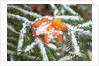 Snow colored maple leaf on a pine branch, Mount Hood, Oregon by Anonymous