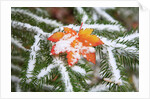 Snow colored maple leaf on a pine branch, Mount Hood, Oregon by Anonymous