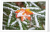 Snow colored maple leaf on a pine branch, Mount Hood, Oregon by Anonymous