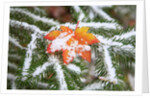 Snow colored maple leaf on a pine branch, Mount Hood, Oregon by Anonymous