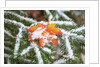 Snow colored maple leaf on a pine branch, Mount Hood, Oregon by Anonymous