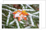 Snow colored maple leaf on a pine branch, Mount Hood, Oregon by Anonymous