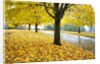 Tree-lined country road in autumn by Anonymous