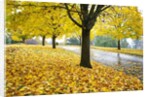 Tree-lined country road in autumn by Anonymous