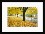Tree-lined country road in autumn by Anonymous