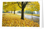 Tree-lined country road in autumn by Anonymous