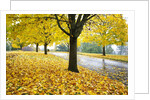 Tree-lined country road in autumn by Anonymous