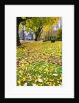 Fall colors along a country road, Oregon by Anonymous