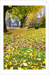 Fall colors along a country road, Oregon by Anonymous