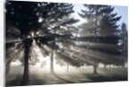 Sunrise through fog and trees, Willamette Valley, Oregon by Anonymous