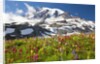 Field of wildflowers and Mount Rainier by Anonymous