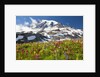 Field of wildflowers and Mount Rainier by Anonymous