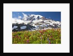 Field of wildflowers and Mount Rainier by Anonymous