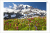Field of wildflowers and Mount Rainier by Anonymous
