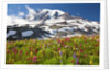 Field of wildflowers and Mount Rainier by Anonymous