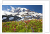 Field of wildflowers and Mount Rainier by Anonymous