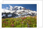 Field of wildflowers and Mount Rainier by Anonymous