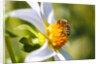 Bee on dahlia flower, Willamette Valley, Oregon by Anonymous