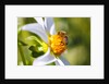Bee on dahlia flower, Willamette Valley, Oregon by Anonymous