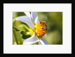 Bee on dahlia flower, Willamette Valley, Oregon by Anonymous