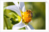 Bee on dahlia flower, Willamette Valley, Oregon by Anonymous